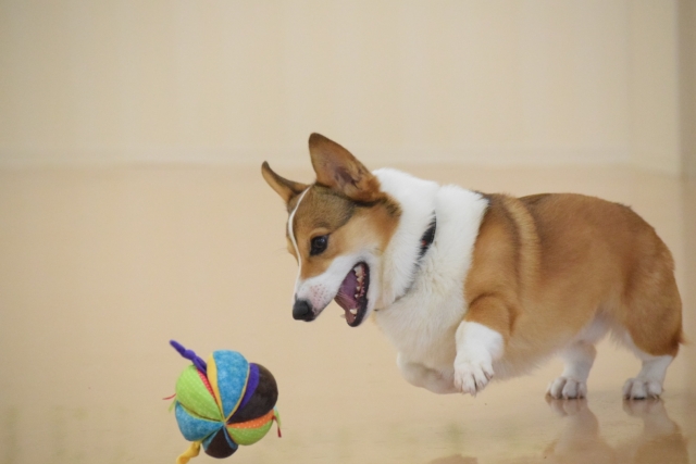 ニーズが高まれば、タクシーで輸送してもよい物が法律で変わる